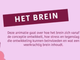 Het brein