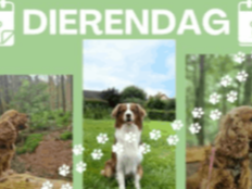 Dierendag